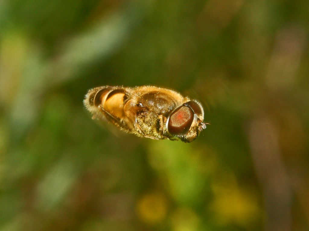 Galleria di insetti in volo